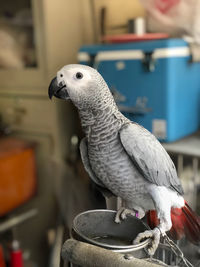 Close-up of parrot perching