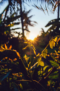 Close-up of sunlight streaming through tree during sunset