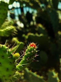 Close-up of thistle flower