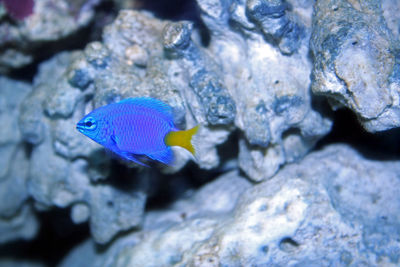 Close-up of blue water in aquarium