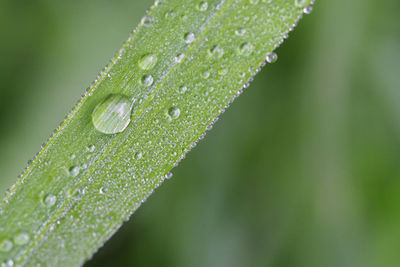 Close-up of wet leaf