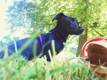 Dog lying on field