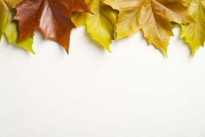 High angle view of maple leaves on white background