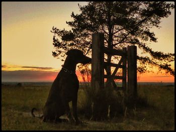 Trees on grassy field at sunset