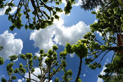 Low angle view of trees against blue sky