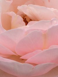 Close-up of pink rose