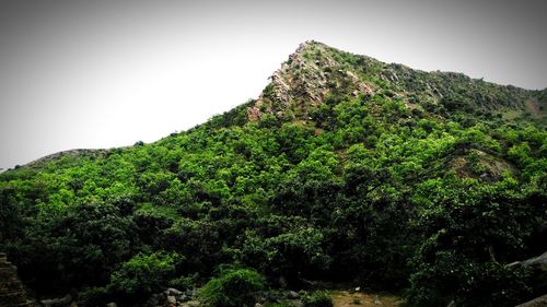 Low angle view of trees on mountain