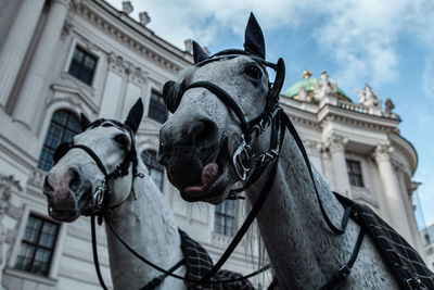 Close-up of horses against building