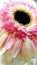 Close-up of pink flower