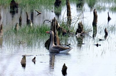 Ducks swimming in lake