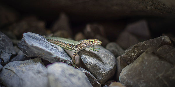 High angle view of lizard on stones