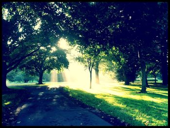 Trees in park