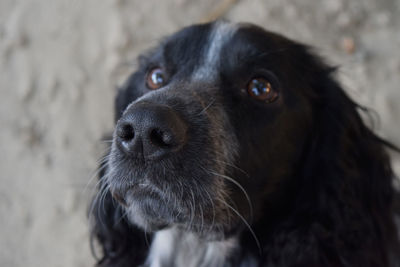 Close-up portrait of black dog