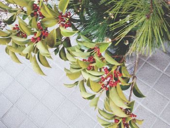 Close-up of plants