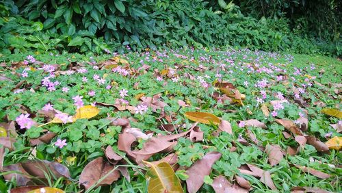 Flowers growing on plant