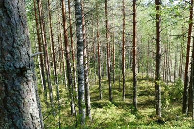 Pine trees in forest