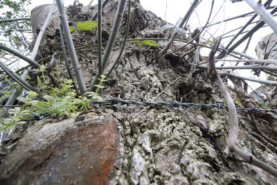 Close-up of plants against sky