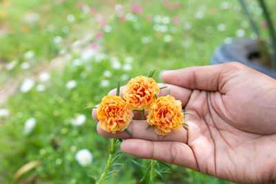 Close-up of hand holding orange flower