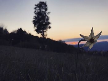 Close-up of flower growing on field against clear sky