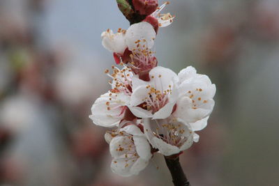 Close-up of white cherry blossom