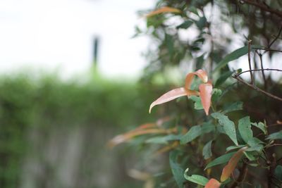 Close-up of grasshopper on plant