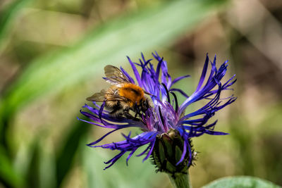 Bumblebee on a mountain cornflower