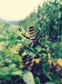 Close-up of spider on web