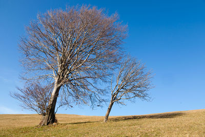 Bare tree on field against clear blue sky