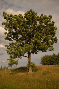 Trees on field against cloudy sky