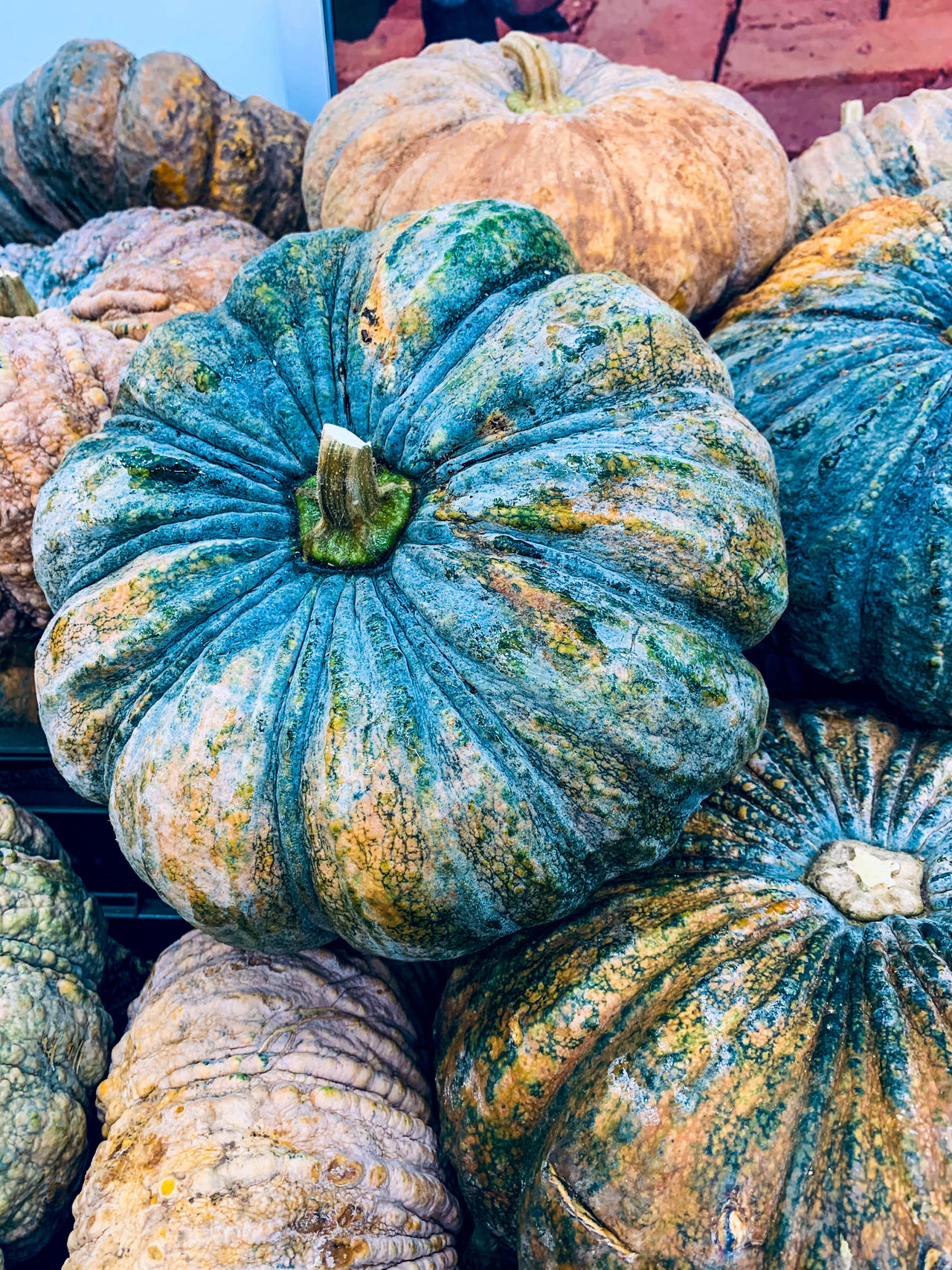 Asian pumpkin