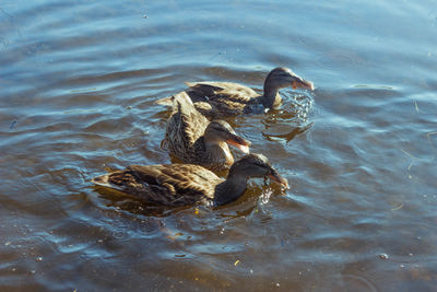 Duck swimming in lake