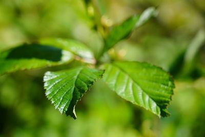 Close-up of green leaves