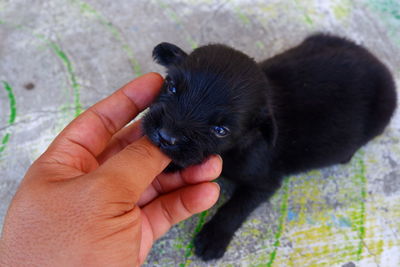 Cropped image of hand holding puppy