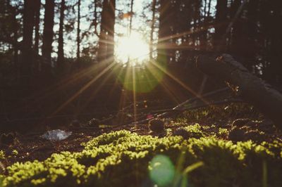 Sun shining through trees