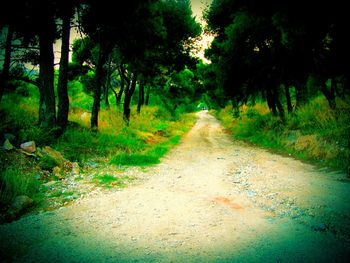 Footpath in forest