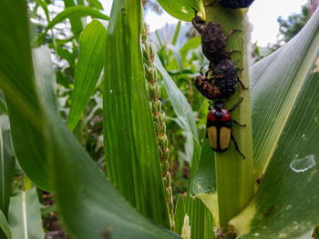 Close-up of butterfly on plant
