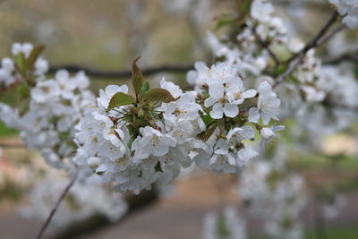 Close-up of white cherry blossom tree