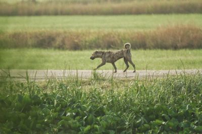 Dog standing in field