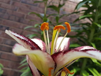 Close-up of day lily blooming outdoors