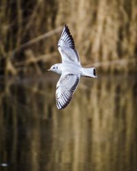 Seagull flying over sea