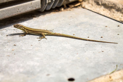 High angle view of lizard on ground