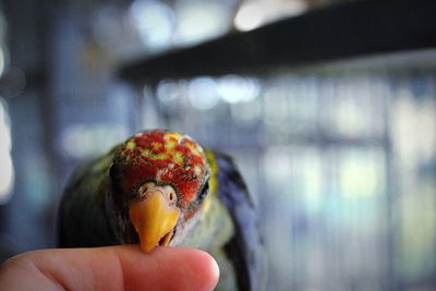 Close-up of parrot in cage