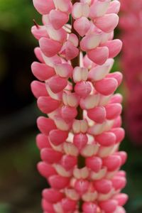 Close-up of pink flower