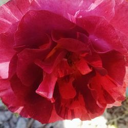 Full frame shot of pink flower