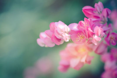 Close-up of pink flowering plant