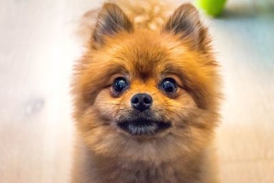 Close-up portrait of dog