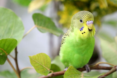 Close-up of parrot perching on leaf