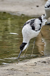Close-up of seagull drinking water