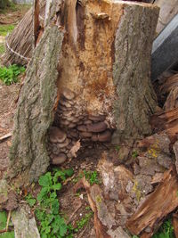 High angle view of lizard on tree trunk in forest