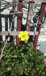 Yellow flowering plants by fence against building